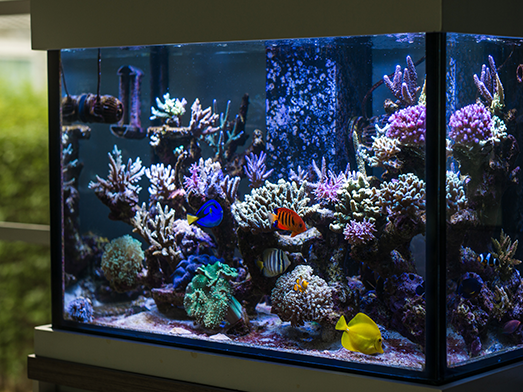 Aquarium Installation from Pro Aquatic Services Ltd. London, Essex & Hertfordshire