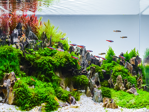 Fish Tank Maintenance from Pro Aquatic Services Ltd. London, Essex & Hertfordshire